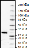 SDS-PAGE - Recombinant human Nmnat1/NMNAT protein (AB198473), expandable thumbnail