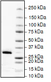 SDS-PAGE - Recombinant human Nmnat1/NMNAT protein (AB198473)