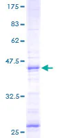 SDS-PAGE - Recombinant Human NMU protein (GST tag N-Terminus) (AB161181)