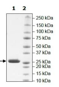 SDS-PAGE - Recombinant human NNMT protein (Active) (His tag C-Terminus) (AB271638)