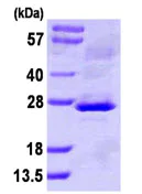 SDS-PAGE - Recombinant Human NNT1 protein (denatured) (AB111634)
