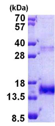 SDS-PAGE - Recombinant Human Noelin protein (His tag N-Terminus) (AB156721)