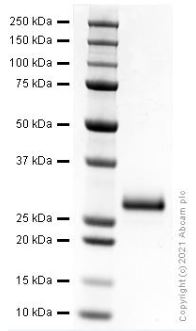 SDS-PAGE - Recombinant human Noggin protein (Active) (AB281817), expandable thumbnail