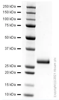 SDS-PAGE - Recombinant human Noggin protein (Active) (AB281817)