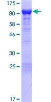SDS-PAGE - Recombinant Human Norbin protein (GST tag N-Terminus) (AB161548)