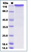 SDS-PAGE - Recombinant Human Notch1 protein (Fc Chimera) (AB276343)