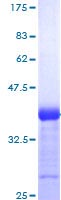 Recombinant Human NOTCH3 protein