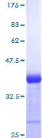 SDS-PAGE - Recombinant Human NOTCH3 protein (GST tag N-Terminus) (AB114234)