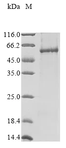 SDS-PAGE - Recombinant Human NOX1 protein (AB289772)