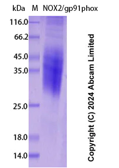 SDS-PAGE - Recombinant Human NOX2/gp91phox Protein Standard (His tag) (AB323087)