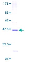 SDS-PAGE - Recombinant Human Noxa protein (GST tag N-Terminus) (AB152618)