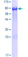 SDS-PAGE - Recombinant Human NOXA1 protein (GST tag N-Terminus) (AB161166)