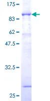SDS-PAGE - Recombinant Human NOXA2/p67phox protein (GST tag N-Terminus) (AB117065)
