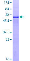 Recombinant Human NPM2 protein