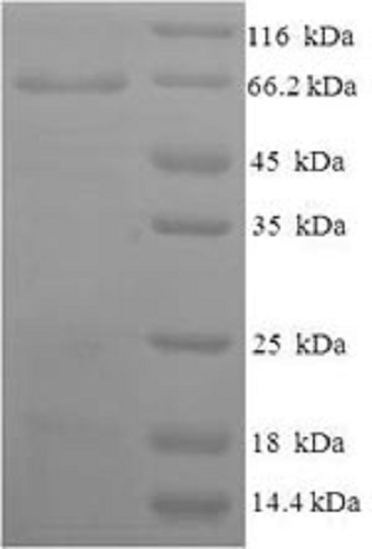 Recombinant Human NPR-A protein (Tagged)