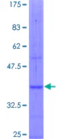 SDS-PAGE - Recombinant Human NPR-C protein (GST tag N-Terminus) (AB114355)