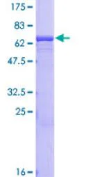 SDS-PAGE - Recombinant Human NPTX2 protein (GST tag N-Terminus) (AB152578)