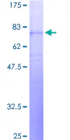 SDS-PAGE - Recombinant Human NPY5R protein (GST tag N-Terminus) (AB132113)