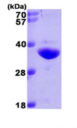 SDS-PAGE - Recombinant Human NQO1 protein (AB87692)