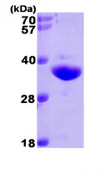 SDS-PAGE - Recombinant Human NQO1 protein (AB87692)