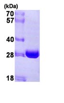 SDS-PAGE - Recombinant Human NQO2 protein (AB93933)