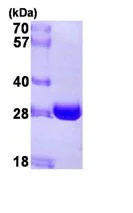 SDS-PAGE - Recombinant Human NQO2 protein (AB93933)