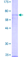 SDS-PAGE - Recombinant Human NR0B1 / Dax1 protein (GST tag N-Terminus) (AB152174)