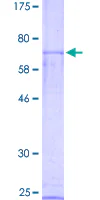 SDS-PAGE - Recombinant Human NR0B1 / Dax1 protein (GST tag N-Terminus) (AB152174)