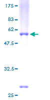 Recombinant Human NR0B2 protein