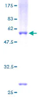 SDS-PAGE - Recombinant Human NR0B2 protein (GST tag N-Terminus) (AB132488)