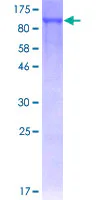 SDS-PAGE - Recombinant Human NR1D1 protein (GST tag N-Terminus) (AB132106)