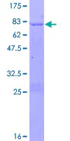 SDS-PAGE - Recombinant Human NR2F2 protein (GST tag N-Terminus) (AB159680)