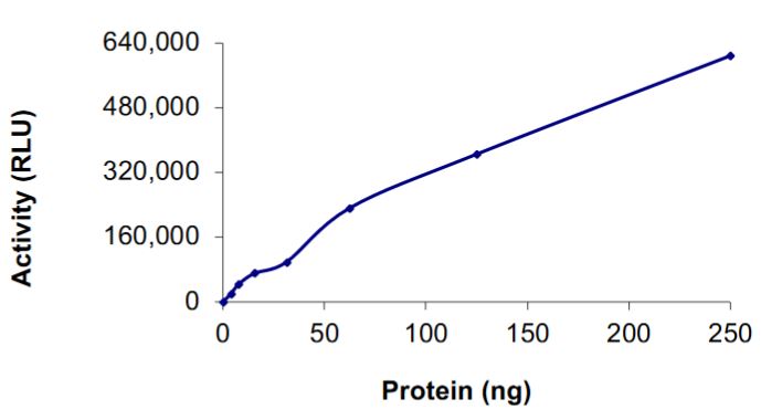 Recombinant human NRAS protein (Active)