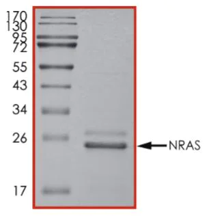 SDS-PAGE - Recombinant human NRAS protein (Active) (AB268821)