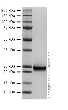 SDS-PAGE - Recombinant Human NRAS Protein (His tag) (E.Coli) (AB313357), expandable thumbnail