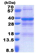 SDS-PAGE - Recombinant Human NRBF2 protein (AB171719)