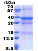 SDS-PAGE - Recombinant Human NRBF2 protein (His tag N-Terminus) (AB171719)