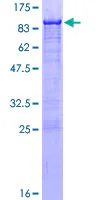 SDS-PAGE - Recombinant Human NRF1 protein (AB132404)