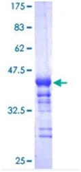 SDS-PAGE - Recombinant Human Nrf2 protein (GST tag N-Terminus) (AB114160)