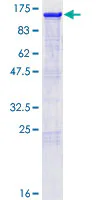 SDS-PAGE - Recombinant Human Nrf2 protein (GST tag N-Terminus) (AB132356)