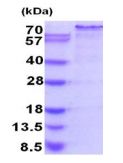 SDS-PAGE - Recombinant Human Nrf2 protein (His tag N-Terminus) (AB202153)