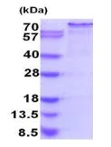SDS-PAGE - Recombinant Human Nrf2 protein (His tag N-Terminus) (AB202153)