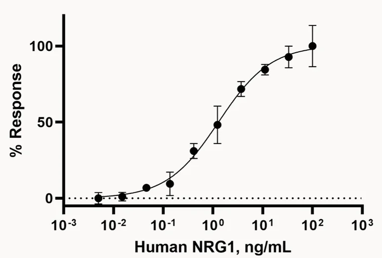 Functional Studies - Recombinant human NRG1 protein (Active) (AB282401)