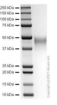 SDS-PAGE - Recombinant human NRG1 protein (Active) (AB282401)