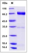 SDS-PAGE - Recombinant Human NRG1 type II protein (Fc Chimera) (AB276410)