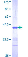 Recombinant Human NRG2 protein