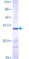 SDS-PAGE - Recombinant Human NRG2 protein (GST tag N-Terminus) (AB152998)