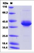 SDS-PAGE - Recombinant Human NRG3 protein (Fc Chimera) (AB276716)