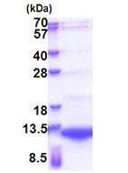 SDS-PAGE - Recombinant Human NRG4 protein (His tag N-Terminus) (AB174432)