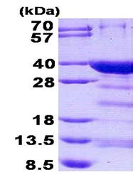 SDS-PAGE - Recombinant Human NRIP3 protein (His tag N-Terminus) (AB140545)